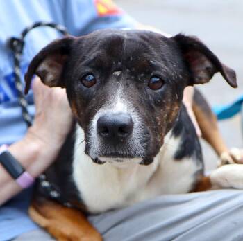 Carrot Cake (AO37286) -  Terrier Dog for Adoption in Kansas City, Kansas - Carrot Cake (AO37286) | PetCurious