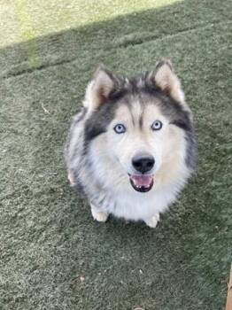 Alaskan Malamute and Mixed Breed Dogs Available for Adoption in Divide, Colorado - Zook | PetCurious