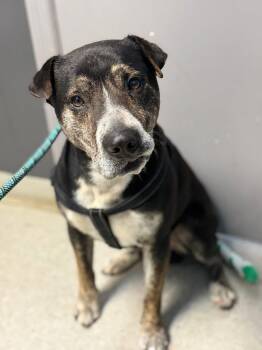 Bo -  Australian Cattle Dog Blue Heeler Dog for Adoption in Royalton, Illinois - Bo | PetCurious