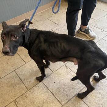 Mixed Breed Dogs Available for Adoption in Huntington, West Virginia - Jennifer | PetCurious