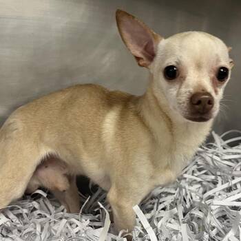 Richard -  Chihuahua Dog for Adoption in Jacksonville, Arkansas - Richard | PetCurious