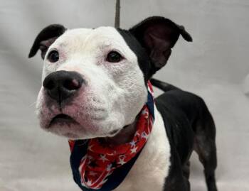 Shadow -  Terrier Dog for Adoption in Sanford, Florida - Shadow | PetCurious