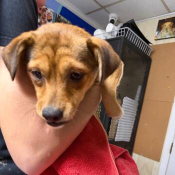 Intake_10 -  Mixed Breed Dog for Adoption in Savannah, Georgia - Intake_10 | PetCurious