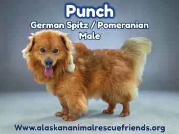 German Spitz and Pomeranian Dogs Available for Adoption in Anchorage, Alaska - Punch | PetCurious