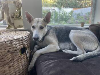 Spice -  German Shepherd Dog Dog for Adoption in Humble, Texas - Spice | PetCurious