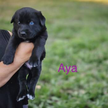 Shepherd Dogs Available for Adoption in Columbia, South Carolina - Ava | PetCurious