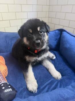 Spike (Orange) -  German Shepherd Dog Dog for Adoption in Manhattan Beach, California - Spike (Orange) | PetCurious