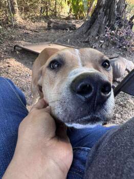 Rescue Mountain Cur Dogs for Adoption in Silsbee, Texas - Bologna BAC-A-139835 | PetCurious