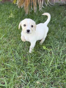Brittany Spaniel and Labrador Retriever Dogs Available for Adoption - Banjo | PetCurious