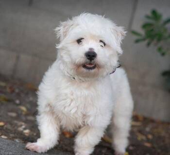 West Highland White Terrier Westie and Maltese Dogs Available for Adoption in Palo Alto, California - Squeegee | PetCurious