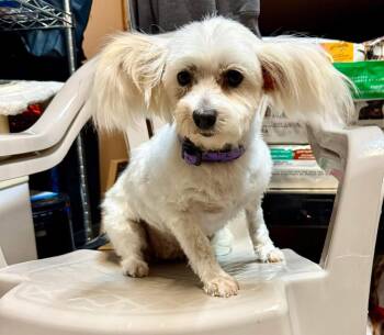 Rescue Maltese Dogs for Adoption in Lethbridge, Alberta - Bridgette | PetCurious