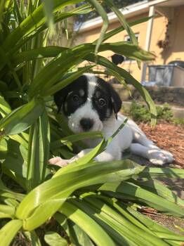 Hound and Great Pyrenees Dogs Available for Adoption - Dennis | PetCurious