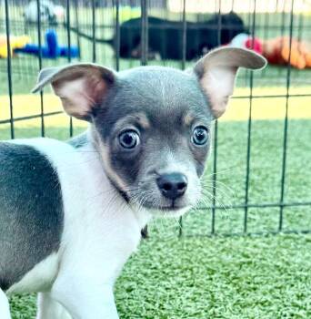 Hank -  Chihuahua and Wirehaired Terrier Dog for Adoption in Cape Coral, Florida - Hank | PetCurious