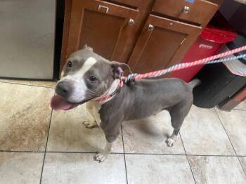 Jerry -  Mixed Breed Dog for Adoption in Cincinnati, Ohio - Jerry | PetCurious