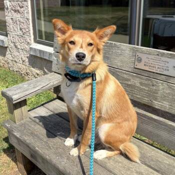 Farrah -  Border Collie Dog for Adoption in Eatontown, New Jersey - Farrah | PetCurious