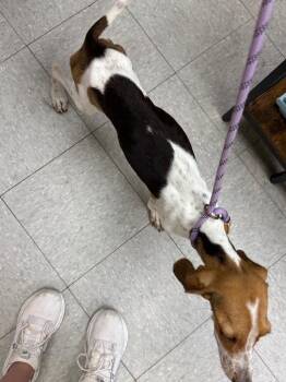 Adrienne -  Hound Dog for Adoption in Sorrento, Louisiana - Adrienne | PetCurious