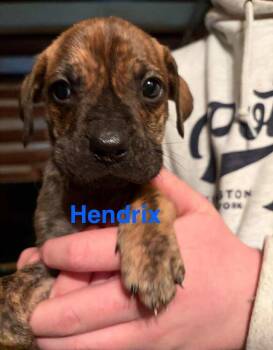 Labrador Retriever Dogs Available for Adoption - Hendrix (AL) | PetCurious