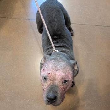 American Bulldog Dogs Available for Adoption in Roanoke, Virginia - Shadow | PetCurious