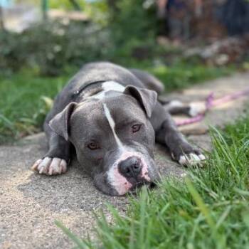 Cappy -  Pit Bull Terrier Dog for Adoption in Chicago, Illinois - Cappy | PetCurious