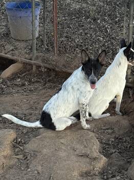 Rescue Cattle Dog Dogs for Adoption in Zimmerman, Minnesota - Briar | PetCurious