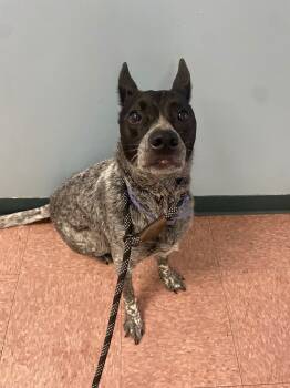 Rescue Australian Cattle Dog Blue Heeler Dogs for Adoption in Wabash, Indiana - Bingo | PetCurious