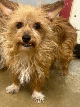 Nutt -  Mixed Breed and Terrier Dog for Adoption in Lockhart, Texas - Nutt | PetCurious