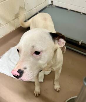 Pit Bull Terrier Dogs Available for Adoption in Nacogdoches, Texas - Cream | PetCurious
