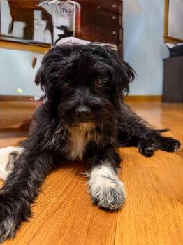 Bojangles -  Mixed Breed Dog for Adoption in Marlboro Township, New Jersey - Bojangles | PetCurious
