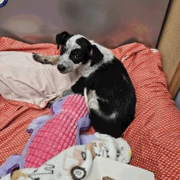 Rescue Mixed Breed Dogs for Adoption in Nampa, Idaho - Spanky | PetCurious