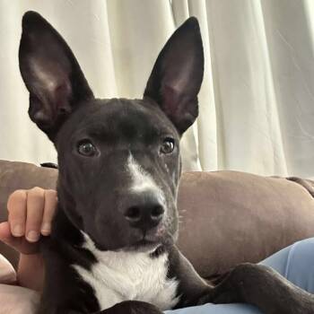 Rescue Australian Kelpie Dogs for Adoption in Chattanooga, Tennessee - Bruce | PetCurious