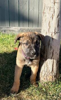 Doodle -  Bullmastiff Dog for Adoption in Wetaskiwin, Alberta - Doodle | PetCurious