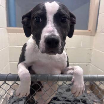 Terrier and Mixed Breed Dogs Available for Adoption in Indianapolis, Indiana - Cassie | PetCurious