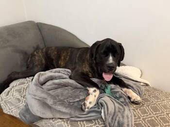 Bodhi -  Cane Corso Dog for Adoption in Avondale, Pennsylvania - Bodhi | PetCurious