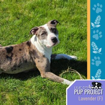 Lavender -  Pit Bull Terrier Dog Available for Adoption in Spokane, Washington - Lavender | PetCurious