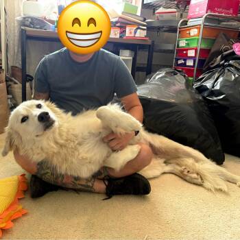 Rescue Great Pyrenees Dogs for Adoption in Silver Spring, Maryland - Stella | PetCurious