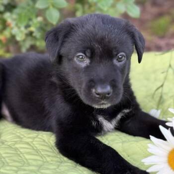 Rescue Labrador Retriever and Shepherd Dogs for Adoption in San Diego, California - Kim Possible Pup - Duff Killigan | PetCurious