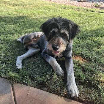 Maui -  Irish Wolfhound Dog for Adoption in St. George, Utah - Maui | PetCurious