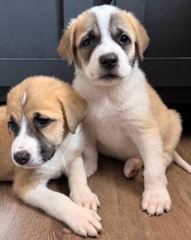 Cotton Candy -  Great Pyrenees and Anatolian Shepherd Dog for Adoption in Princeton, Massachusetts - Cotton Candy | PetCurious