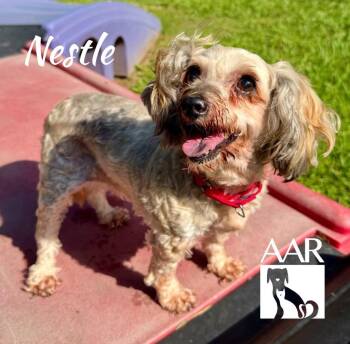 Nestle -  Poodle and Maltese Dog for Adoption in Magnolia, Texas - Nestle | PetCurious