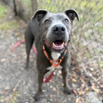 Rex Loves Toys -  Pit Bull Terrier and American Staffordshire Terrier Dog for Adoption in Friendswood, Texas - Rex Loves Toys | PetCurious