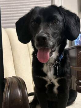 Rescue Spaniel Dogs for Adoption in Toronto, Ontario - Cain | PetCurious