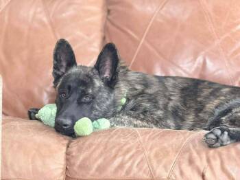 Shaka FKA Oakley in CO -  Dutch Shepherd Dog for Adoption in Imlay City, Michigan - Shaka FKA Oakley In CO | PetCurious