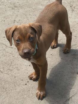 River -  Mixed Breed Dog Available for Adoption - River | PetCurious