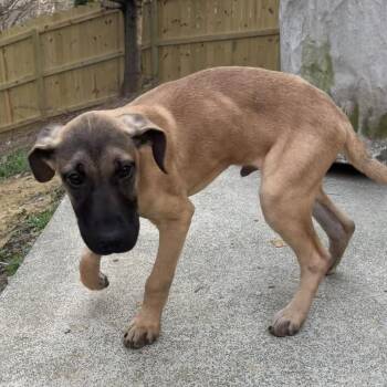 Black Mouth Cur and Mixed Breed Dogs Available for Adoption - Gouda (FKA Riley) | PetCurious