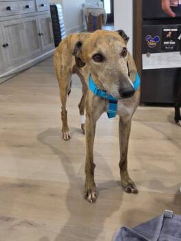 Gio -  Greyhound Dog for Adoption in Bondurant, Iowa - Gio | PetCurious