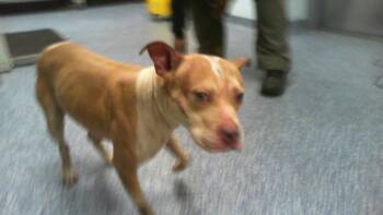 Pit Bull Terrier Dogs Available for Adoption - A1261934 | PetCurious