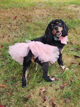 Rescue Cocker Spaniel and Cavalier King Charles Spaniel Dogs for Adoption in Portland, Oregon - Ellie | PetCurious