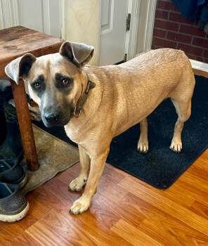 Koolaid -  Mixed Breed Dog for Adoption in Taycheedah, Wisconsin - Koolaid | PetCurious