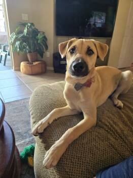 Trouble -  Shepherd Dog for Adoption in Tallahassee, Florida - Trouble | PetCurious