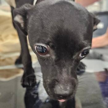 Mipha -  Chihuahua Dog for Adoption in Des Moines, Iowa - Mipha | PetCurious